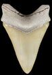 Serrated, Yellow Megalodon Tooth - Bone Valley, Florida #48672-2